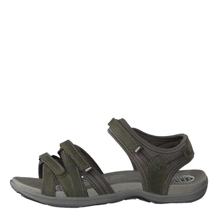 Corsica Olive