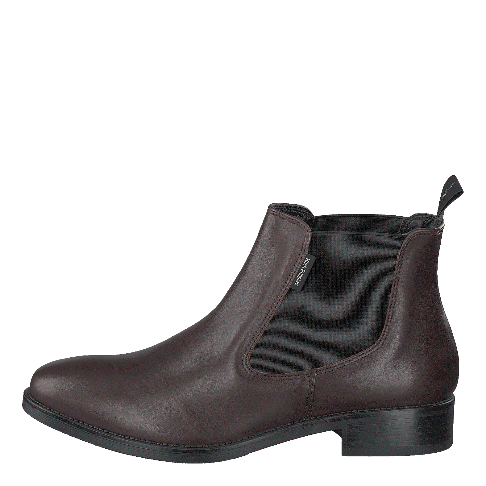 Hush 2025 puppies mina