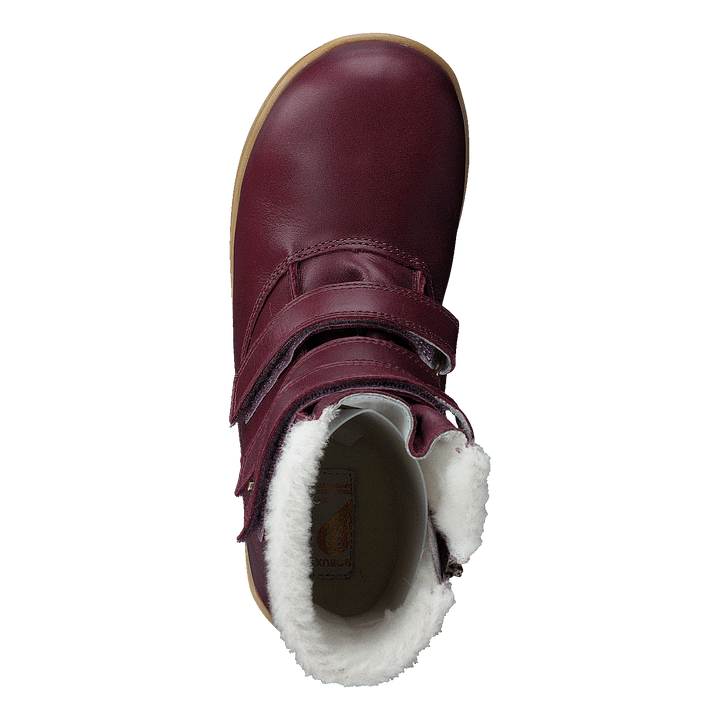 Aspen Arctic Plum