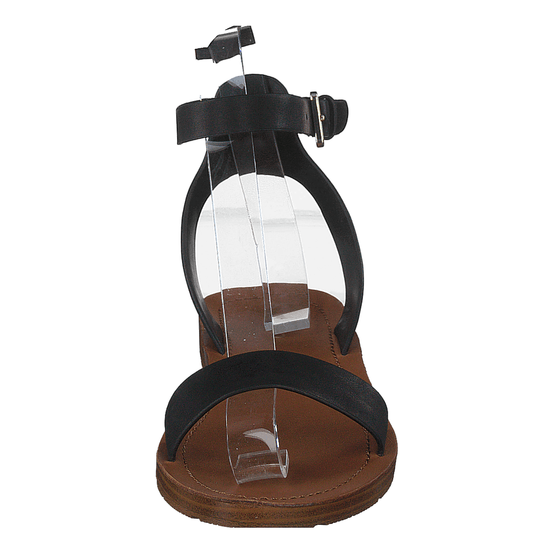 Kedaredia Black