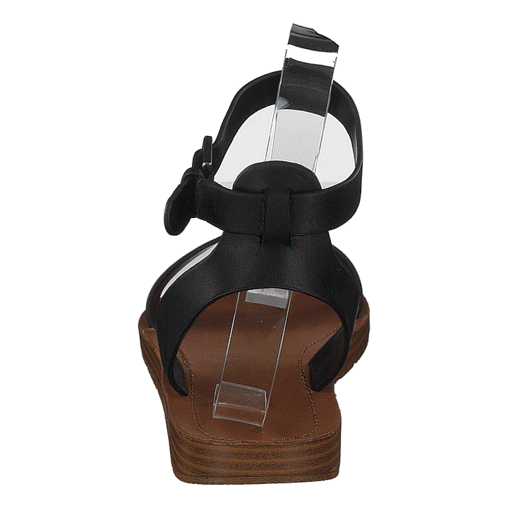 Kedaredia Black