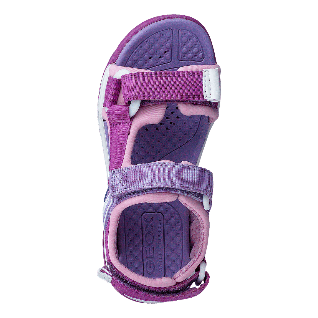J Borealis G Purple/pink