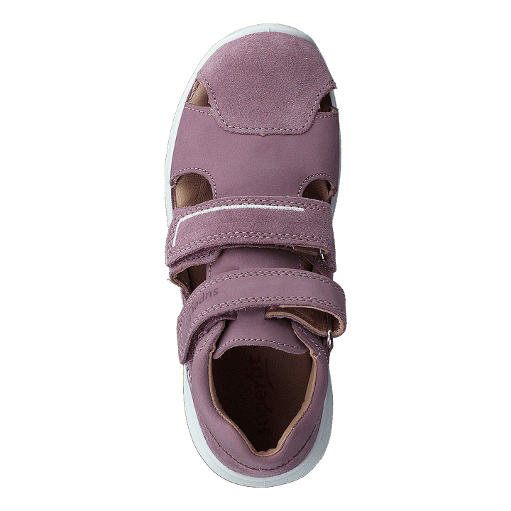 Bumblebee Purple